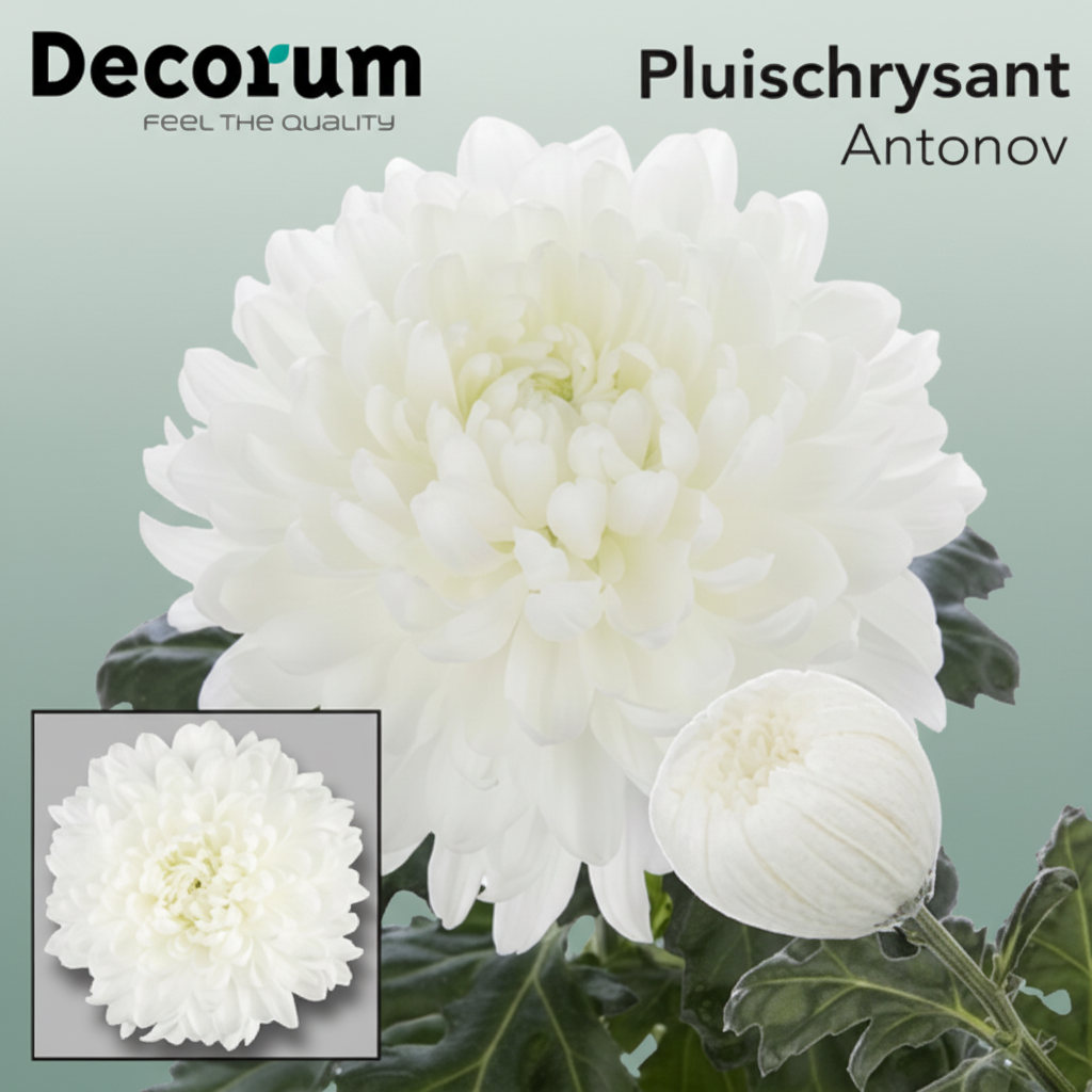 Chrysanthemum G Antonov