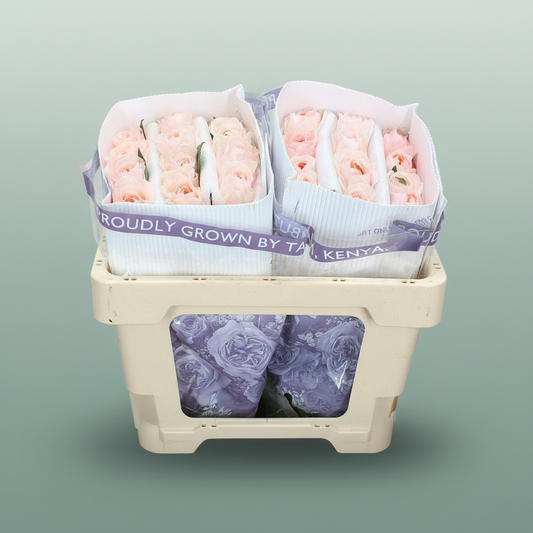 Rose Garden Garden Austin Zalm