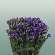 Carnation Spray Florigene Moonberry