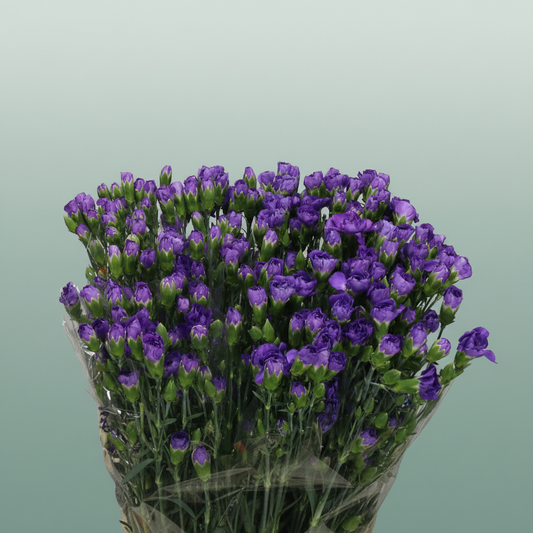 Carnation Spray Fl Moonberry