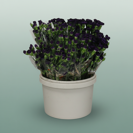 Carnation Spray Fl Moonvelvet