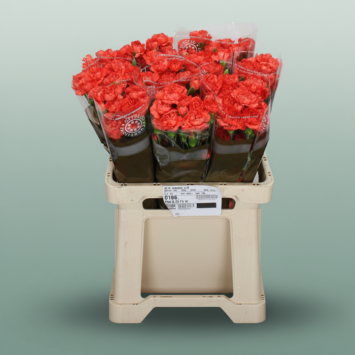 Carnation Spray Romany