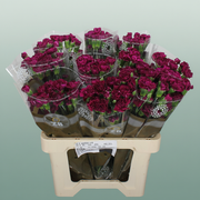 Carnation Spray Epsilon