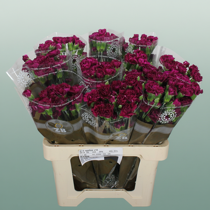 Carnation Spray Epsilon