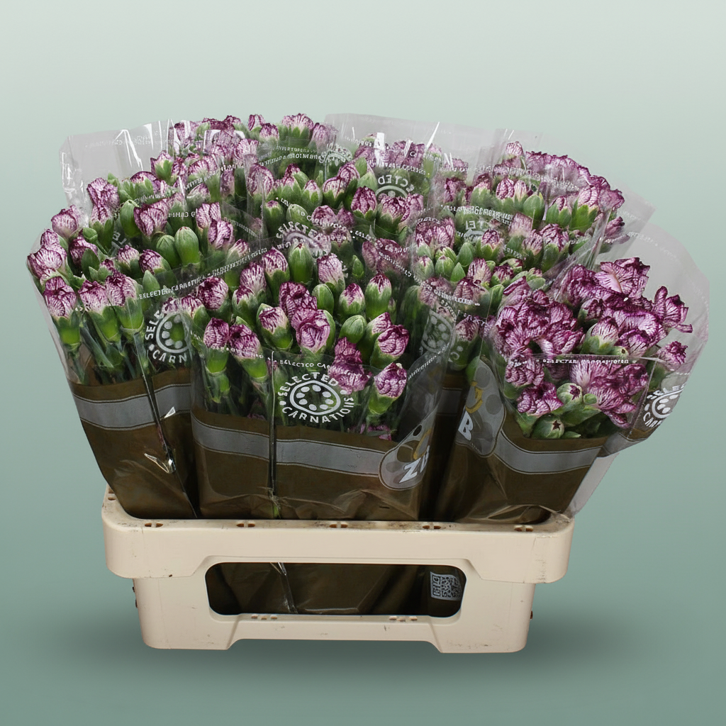 Carnation Spray Spectro