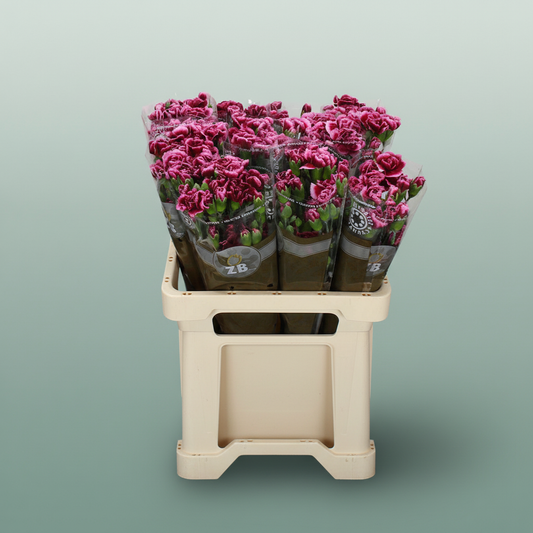 Carnation Spray Berry