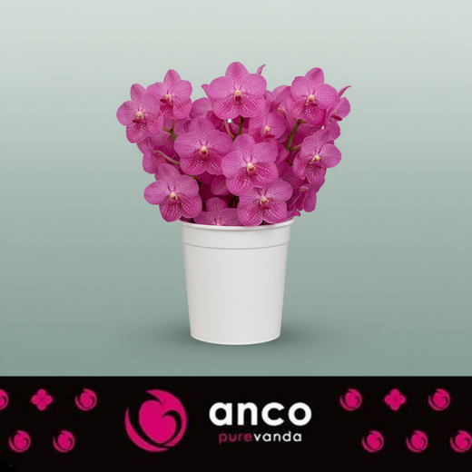 Vanda Orchid Nitaya Rosy