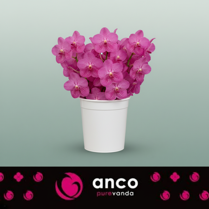 Vanda Orchid Nitaya Rosy