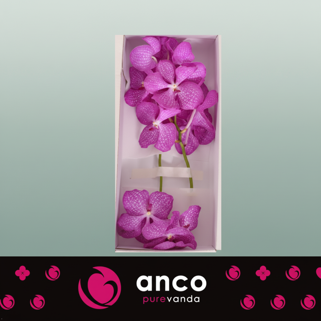 Orchid Vanda Kan Mag Pink