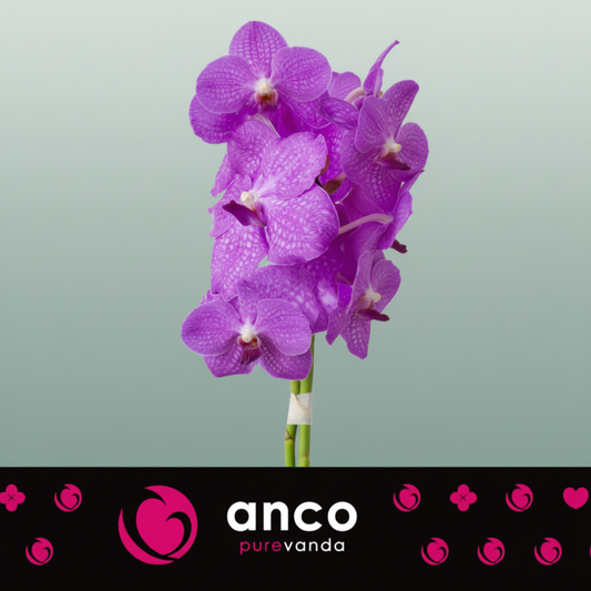 Orchid Vanda Ni Candy Pink