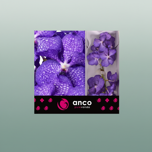 Orchid Vanda Kan Mag Blue