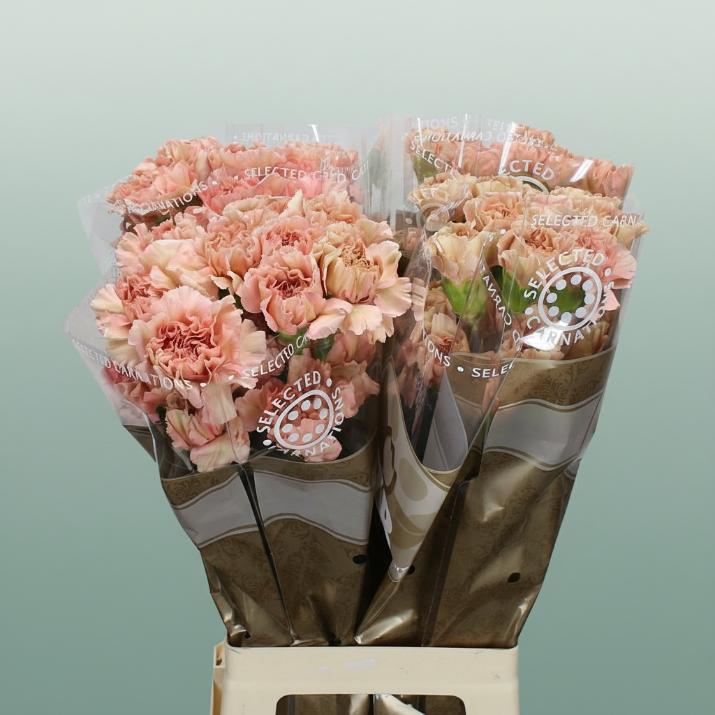 Carnation Standard Caramelllo