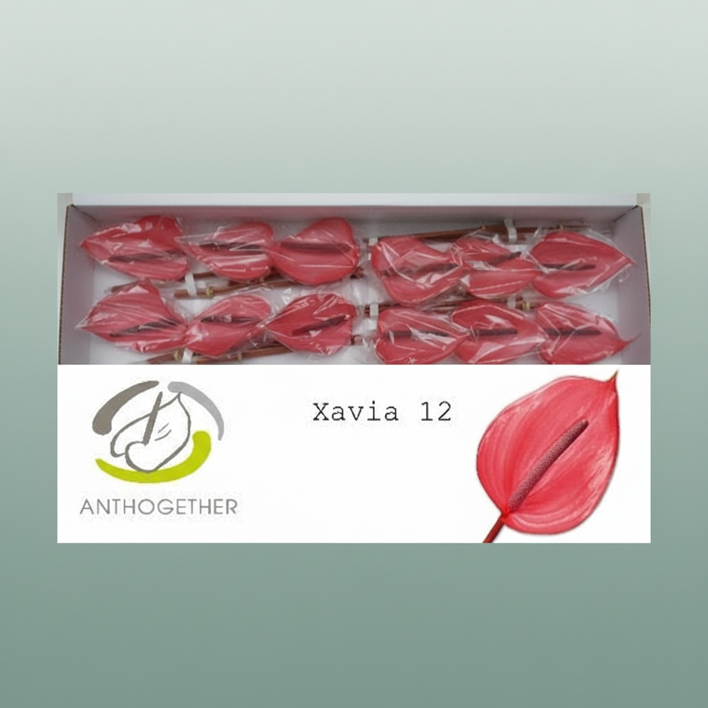 Anthurium Xavia
