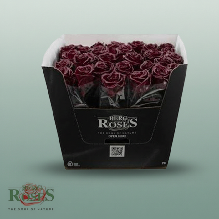 Rose - Rosa - Wax Bordeaux