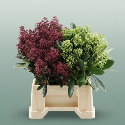 Skimmia Mixed