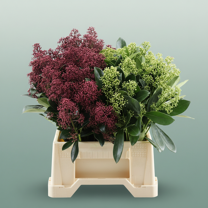 Skimmia Mixed