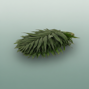 Chico Palm Jumbo