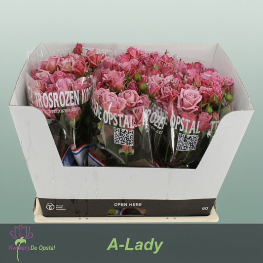 Spray Rose Amazing Lady