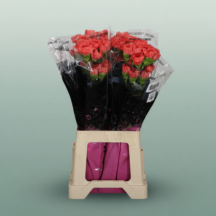 Carnation Standard Caroline