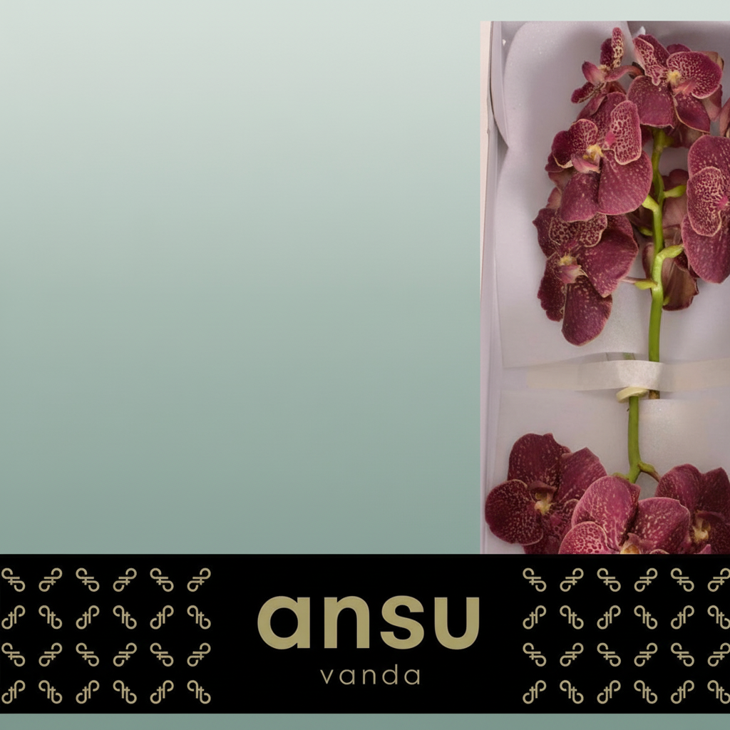 Orchid Vanda Su Chocolate Red