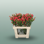 Carnation Spray Lina