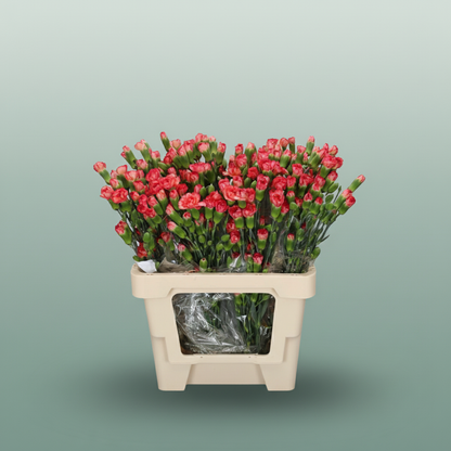 Carnation Spray Lina