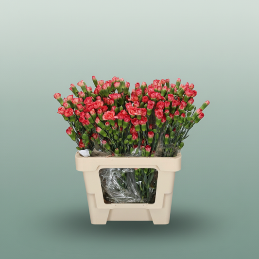 Carnation Spray Lina