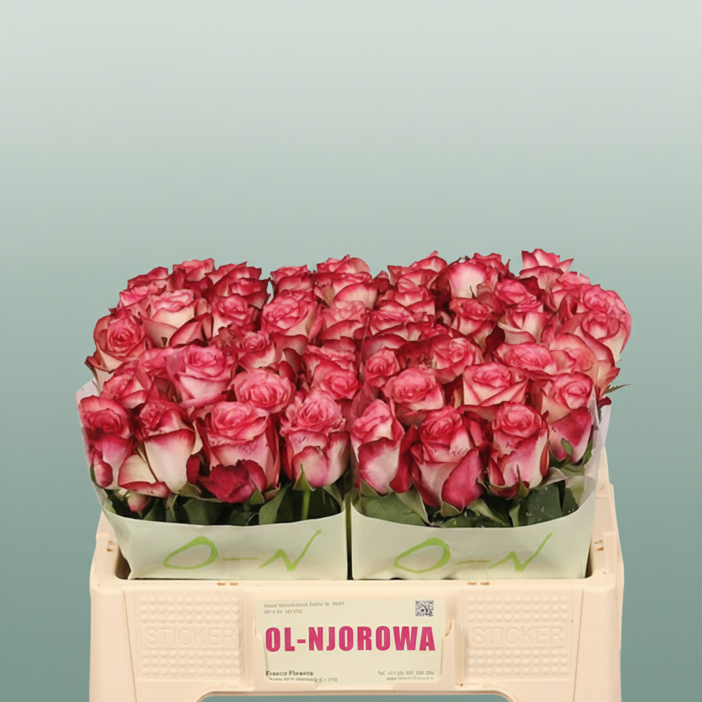 Rose Paloma