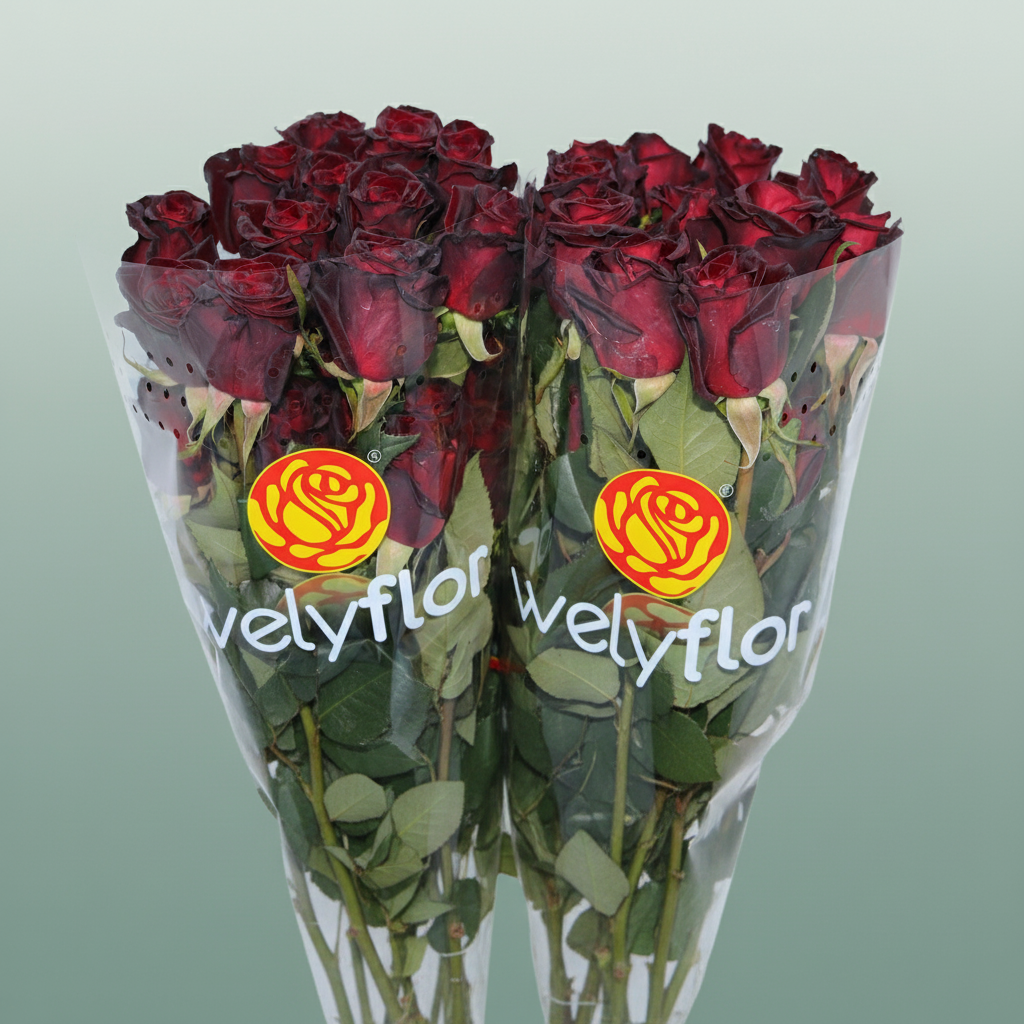 Rose Eq Black Baccara