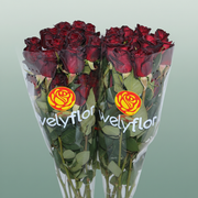 Rose Eq Black Baccara