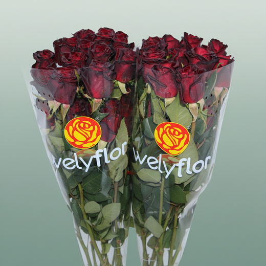 Rose Eq Black Baccara