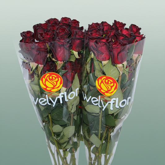 Rose Eq Black Baccara