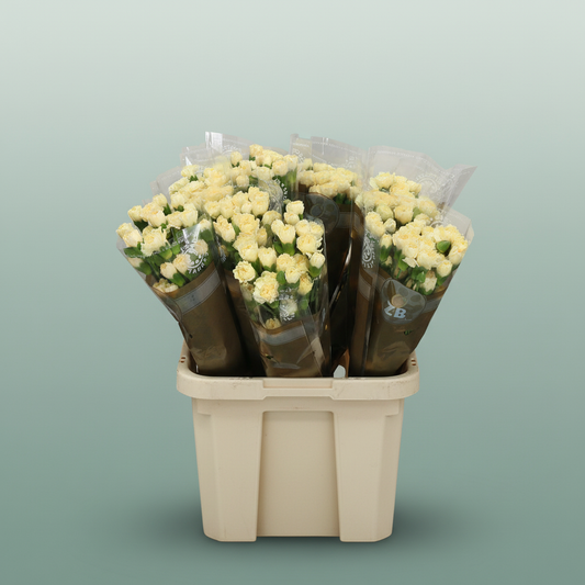 Carnation Spray Creme Intermezo