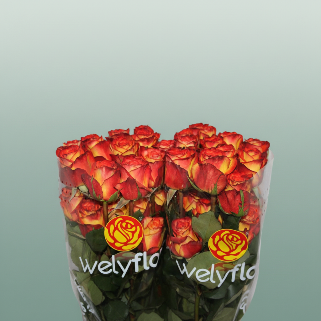 Rose Eq High & Magic