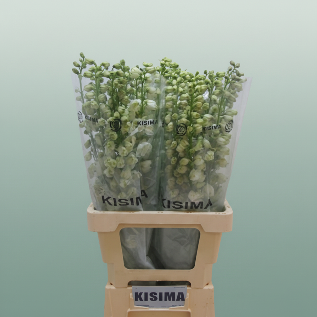 Delphinium Guardiam White