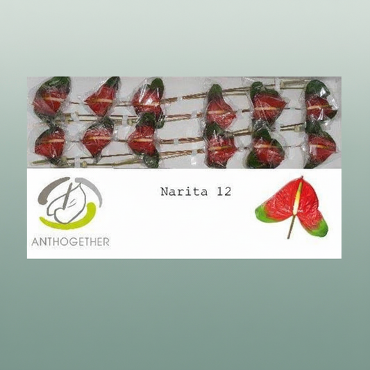 Anthurium Narita