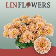 Chrysanthemum Spray Baltica Salmon