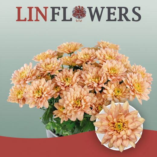 Chrysanthemum Spray Baltica Salmon