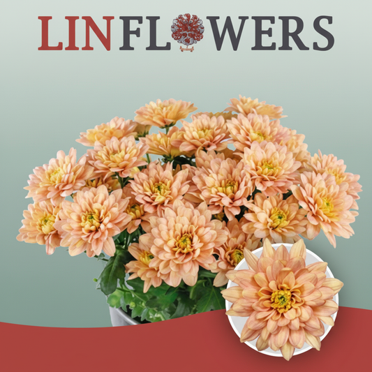 Chrysanthemum Spray Baltica Salmon