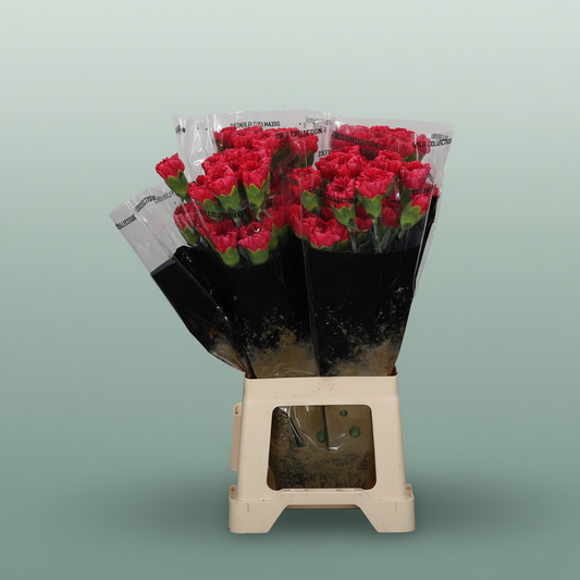 Carnation Standard Mandalay