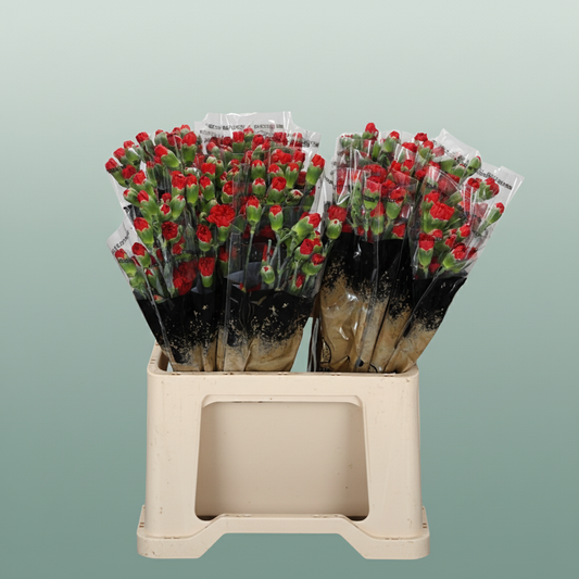 Carnation Spray Aragon
