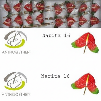 Anthurium Narita