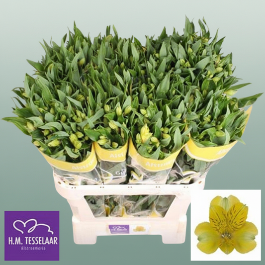 Yellow Alstroemeria Cut Flowers