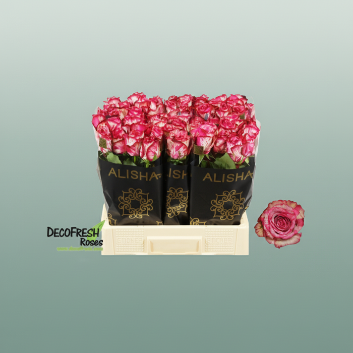 Rose - Rosa - Barracuda