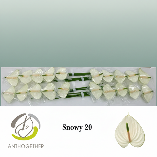 White Anthurium ‘Snowy’ – 35cm Stems