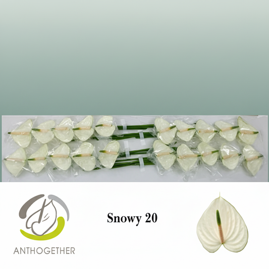 Anthurium Snowy