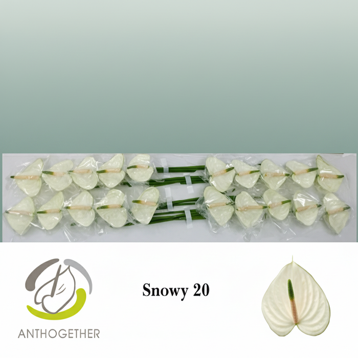 White Anthurium ‘Snowy’ – 35cm Stems