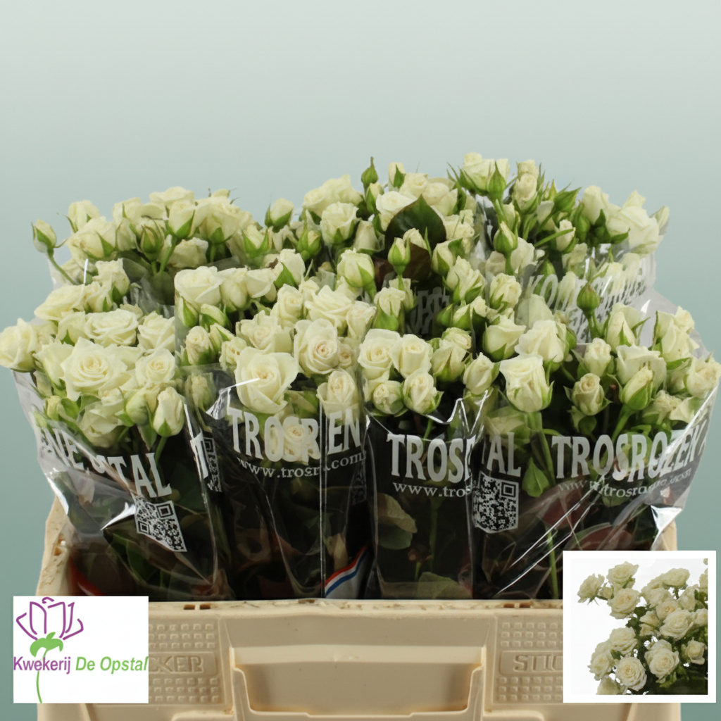 Spray Rose White Lady