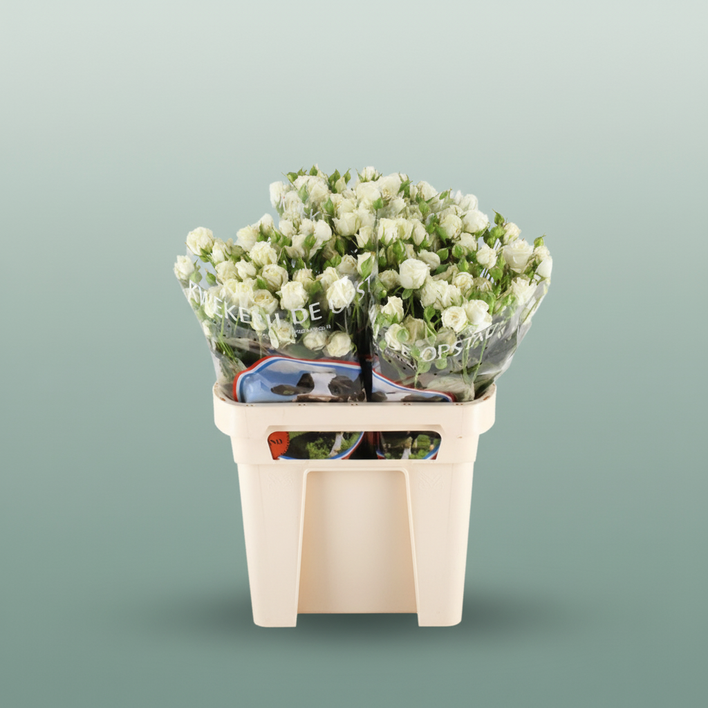 Spray Rose White Balloons