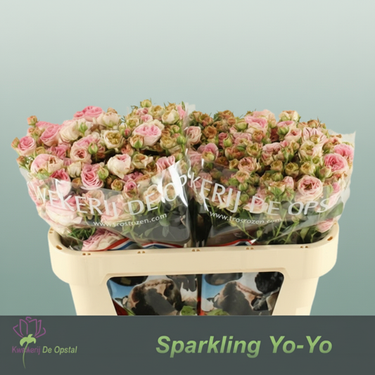 Spray Rose Sparkling Yo-yo